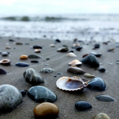 Seashells and pebbles on beach