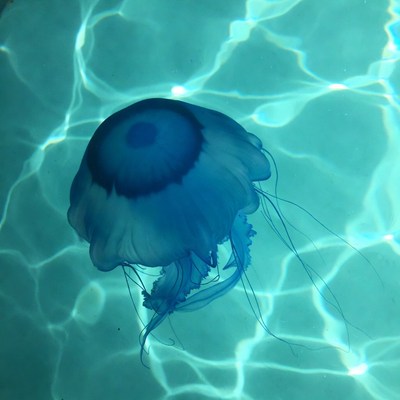 Blue jellyfish floating in water