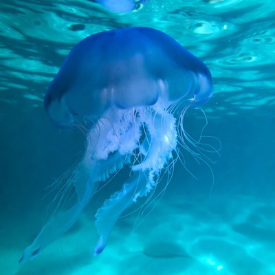 Blue jellyfish floating underwater