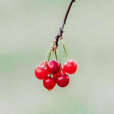 Ripe red cherries on branch
