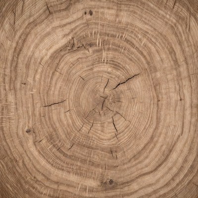 Tree Trunk Cross Section