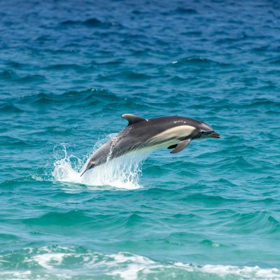Dolphin jumping from ocean waves