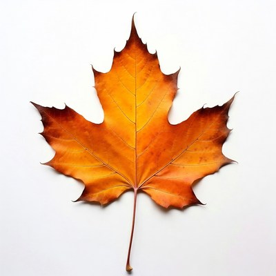 Autumn Maple Leaf on White