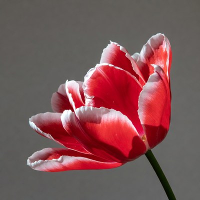 Red Tulip with White Edges