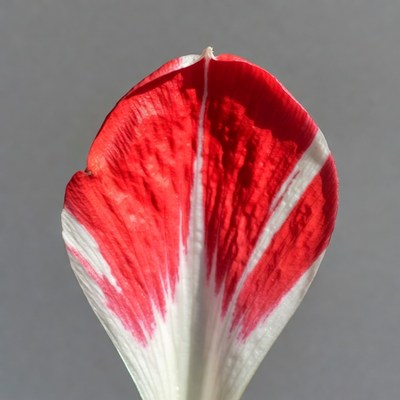 Red and white tulip flower petal