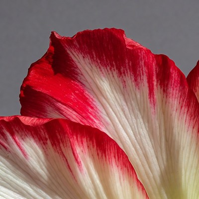 Red and white hibiscus flower petal