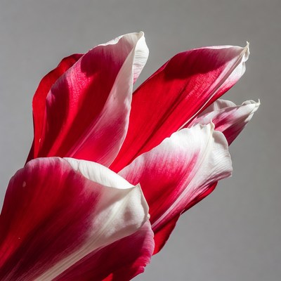 Red White Tulip Bloom