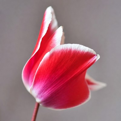 Red Tulip with White Edges