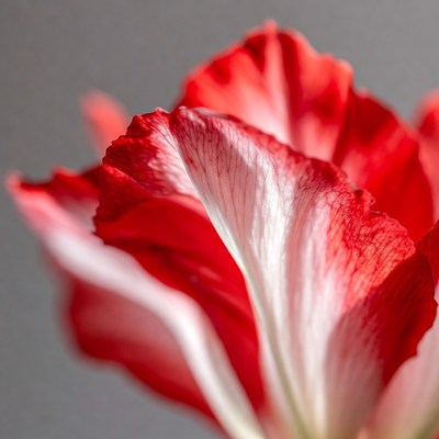 Close-up Red Hibiscus Flower