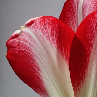 Red and White Striped Tulip Petals