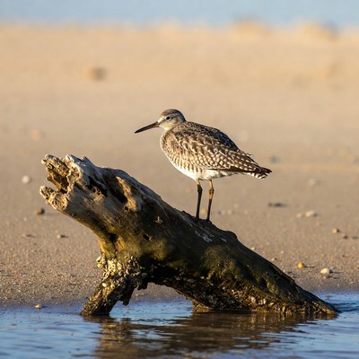 Bar-tailed Godwit on driftwood beach