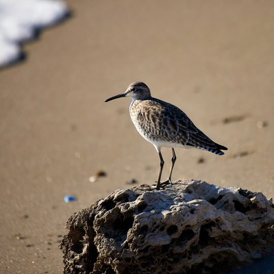 Sanderling on beach rock
