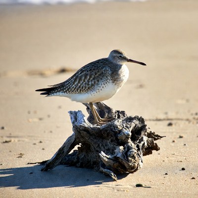 Sanderling standing on beach driftwood