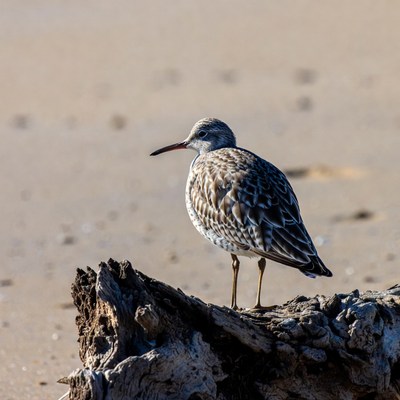 Dunlin standing on beach driftwood