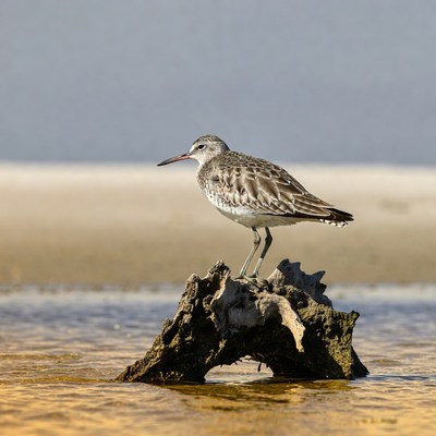 Semipalmated Sandpiper on driftwood