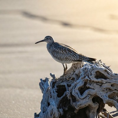 Whimbrel standing on driftwood beach