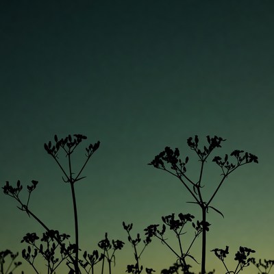 Silhouettes of wildflower stems against dusk sky