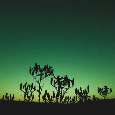 Silhouettes of wildflowers against green sunset