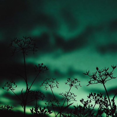 Silhouettes of wildflowers against aurora sky