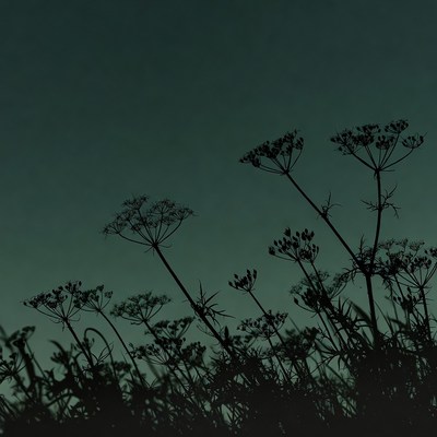Silhouettes of Queen Anne's Lace