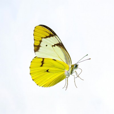 Yellow butterfly on white background