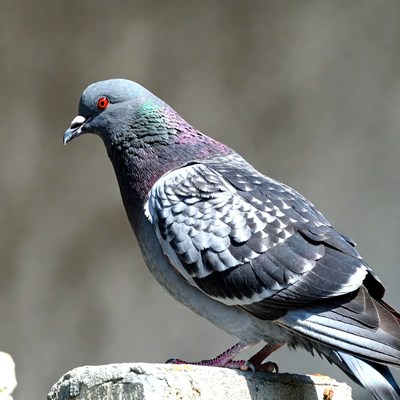 Gray pigeon on fence