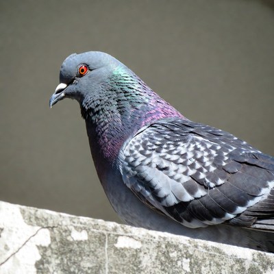 Gray pigeon on concrete ledge
