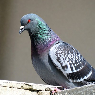 Gray pigeon with iridescent neck
