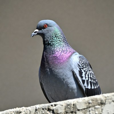 Gray pigeon with red eyes