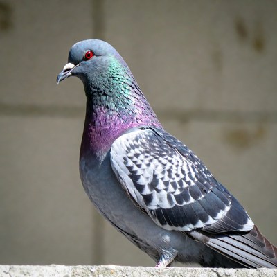 Gray pigeon standing on wall