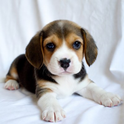 Cute Beagle Puppy on White Background