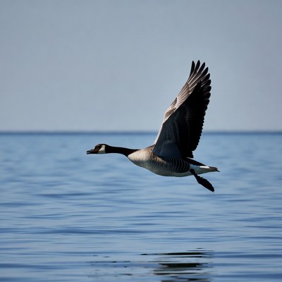 Canada Goose Flying over Water