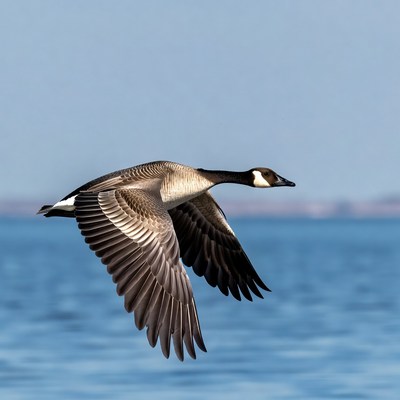 Canada Goose Flying over Water