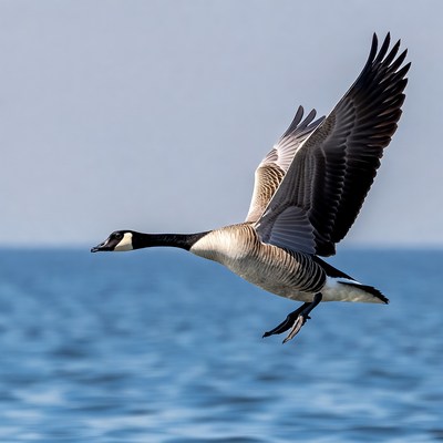 Canada Goose Flying over Water