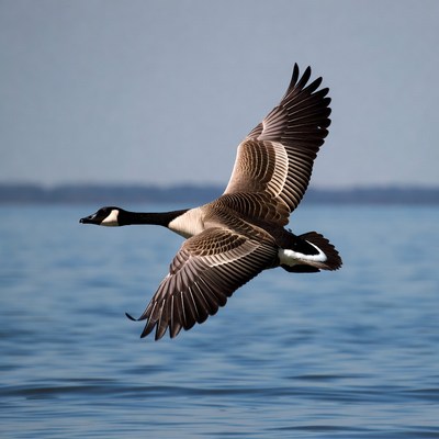 Canada Goose Flying over Water