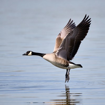 Canada Goose Flying over Water