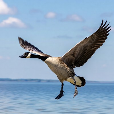 Canada Goose Flying Over Lake