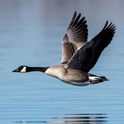 Canada Goose Flying over Water