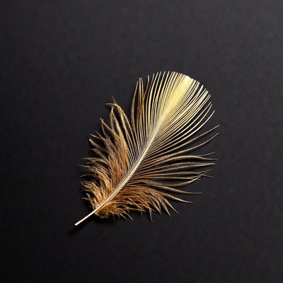 Golden feather on black background