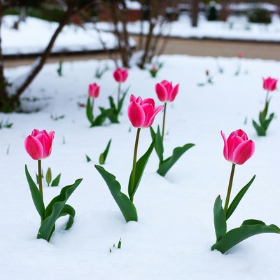 Pink tulips blooming in snow