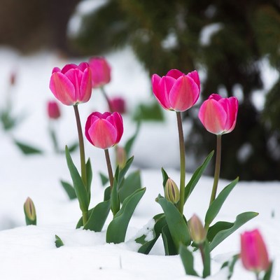 Pink tulips blooming in snow