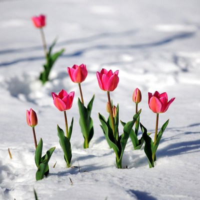 Pink tulips blooming in snow