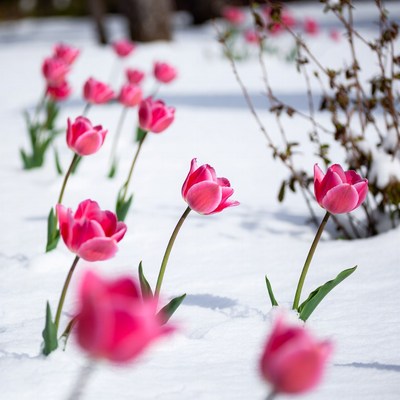 Pink tulips blooming in snow