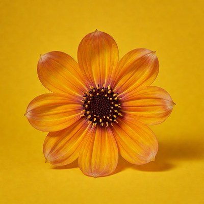 Orange Daisy Flower on Yellow Background
