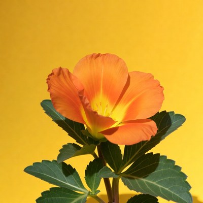 Orange California Poppy on Yellow Background