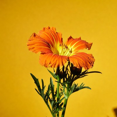 Orange Marigold Flower on Yellow Background