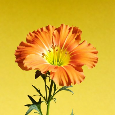 Orange flower on yellow background