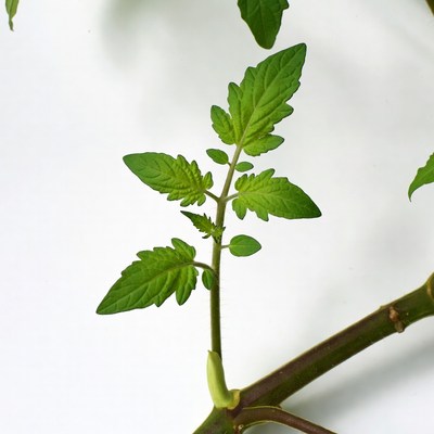 Young Tomato Plant Seedling