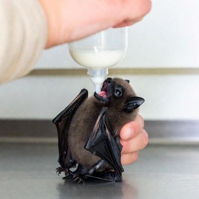 Hand Feeding Baby Bat Milk