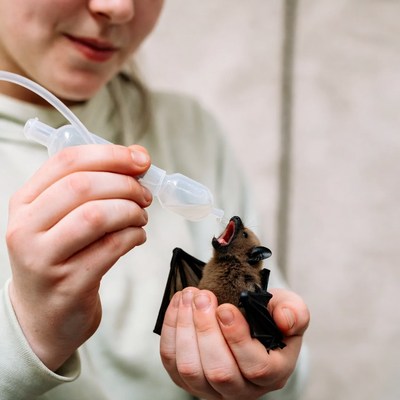 Girl feeding baby bat